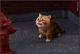 [Pre-order] JXK Studio 1/6 Scale Statue Fixed Pose Figure - JXK277-A/B/C Kitten