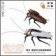 [Pre-order] Robox Animation Plamo Plastic Model Kit - RB-P-02 RBP02 Big Cockroach