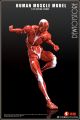 [Pre-order] Keepgoing Play Time Toys 玩朝玩具 1/12 Scale Action Figure - Human Muscle Model (Red)